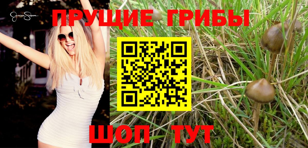 Гудермес  Псилоцибиновые грибы мицелий  Вход с VPN 